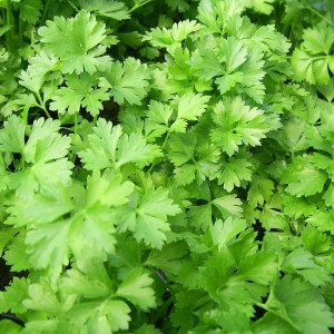 Flat Parsley