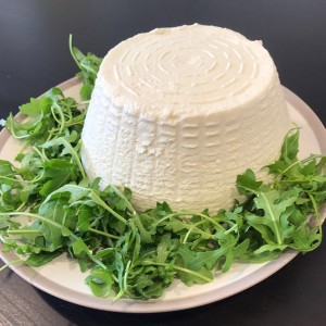 Ricotta Sheep  Salted