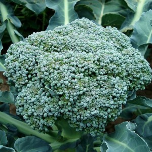 Broccoli (100g)