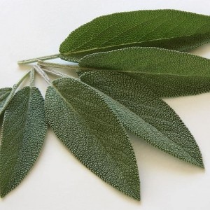 Sage