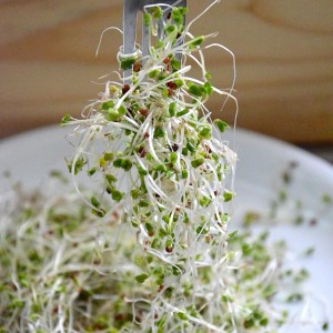 Broccoli Sprouts