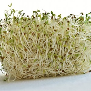 Alfalfa Sprouts
