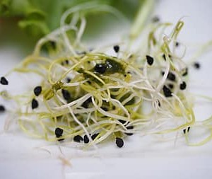 Alfalfa & Broccoli Sprouts