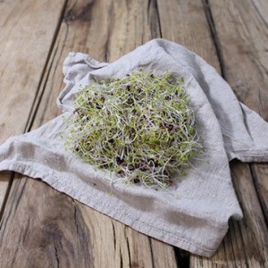 Alfalfa & Radish Sprouts