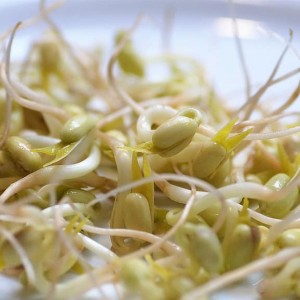 Mung Sprouts