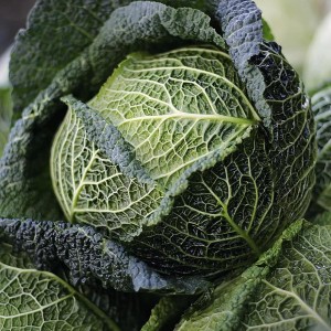 Cabbage Savoy