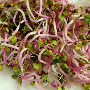 Radish Sprouts
