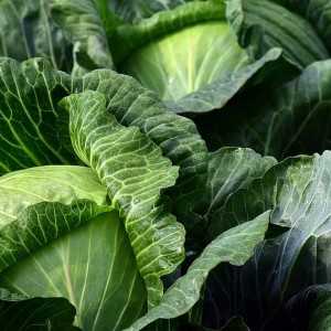 Cabbage White (100g)