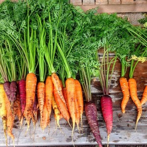 Carrots Rainbow  (100g)