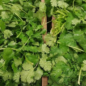 Coriander