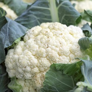 Cauliflower