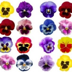 Edible Flowers