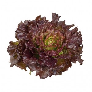 Lettuce Batavia Red