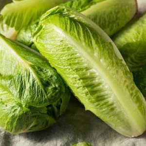 Lettuce Cos