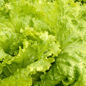Lettuce Green Oakleaf