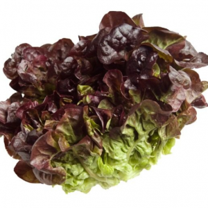 Lettuce Red Oakleaf