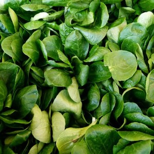 Corn Salad Punnets 100g