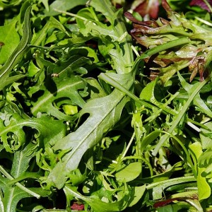 Rocket Salad Punnets 100g