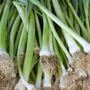 Onions Spring