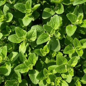 Oregano