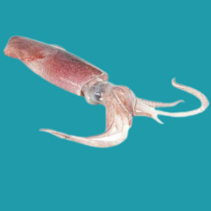 Fresh Squid /100g